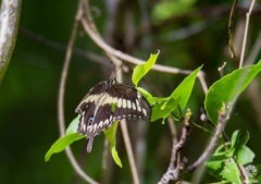 Heraclides ornythion