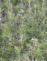 Kunzea linearis