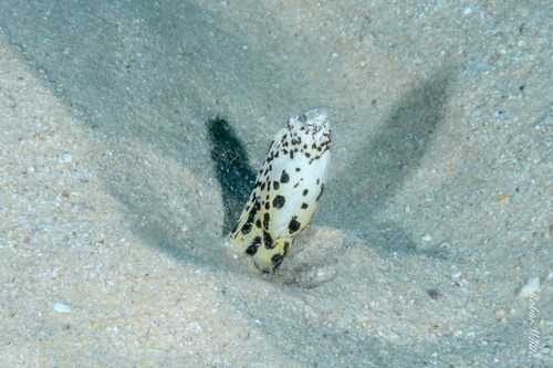 Callechelys marmorata, 2024-12-04