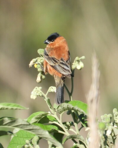 Sporophile bouvreuil (Sporophila bouvreuil)