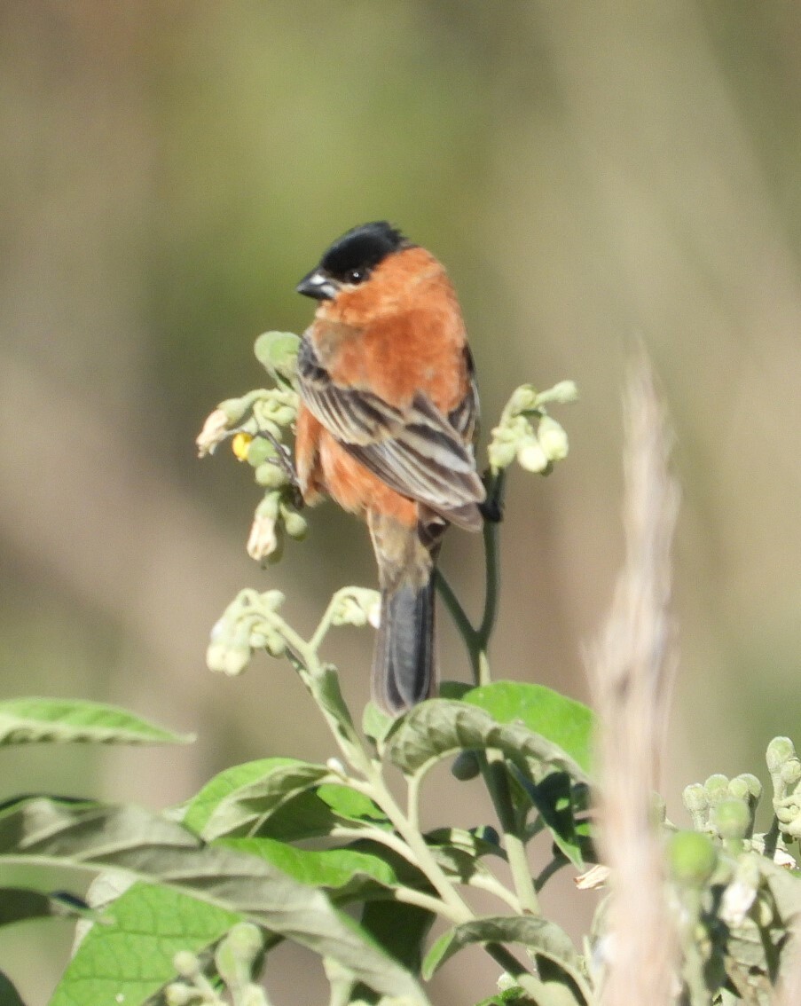 Copper Seedeater (Sporophila bouvreuil)