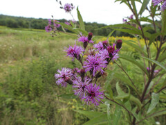 New York ironweed