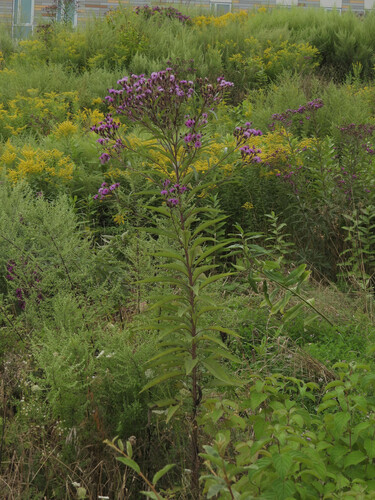 Vernonia noveboracensis
