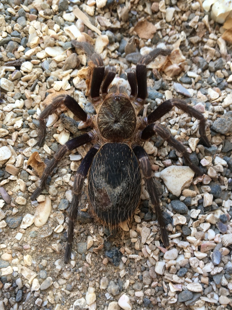 Chilean Beautiful Tarantula