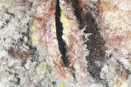 Spondylus observed 2024-12-04