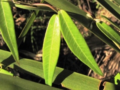 Metastelma schlechtendalii