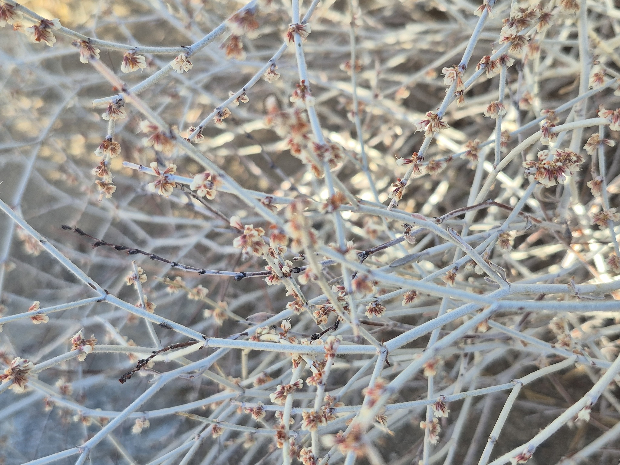 Eriogonum wrightii