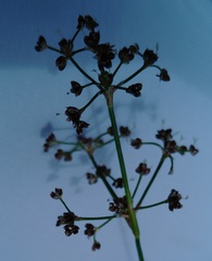 Juncus subnodulosus