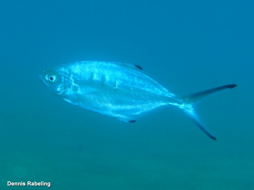 Pompano