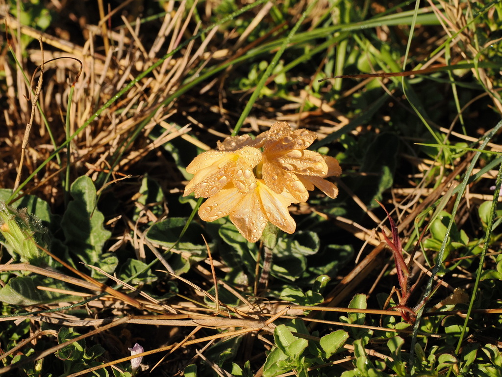 Crossandra subacaulis; photograph (c) Peter Archdale, some rights reserved (CC BY)