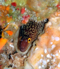 Gymnothorax prionodon