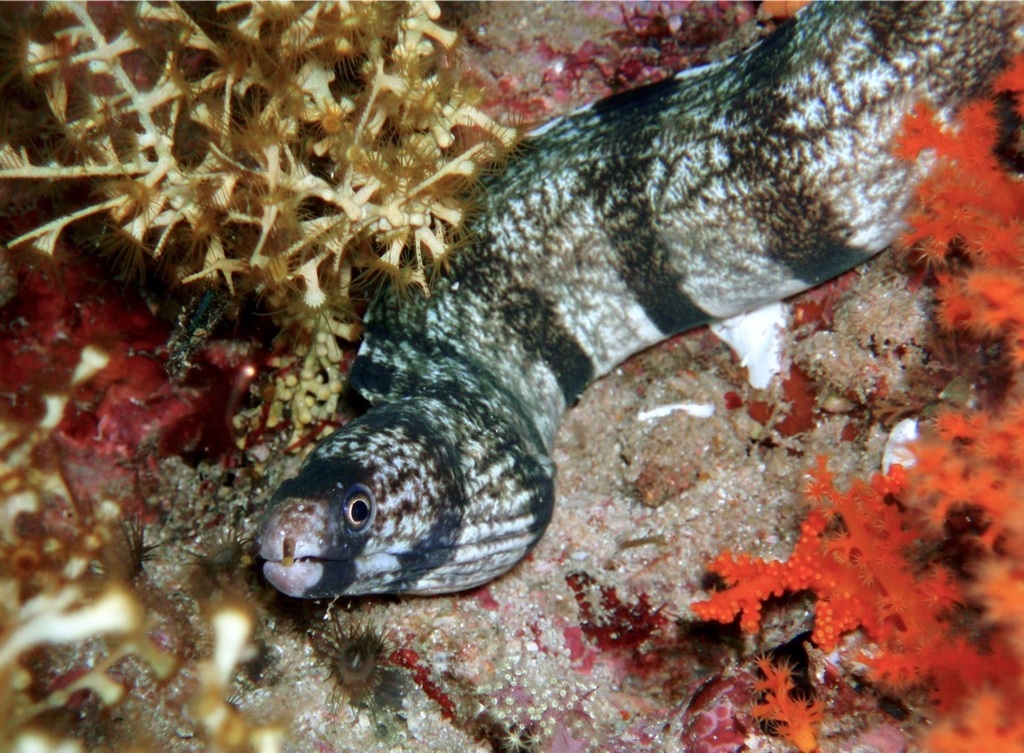 Banded Moray