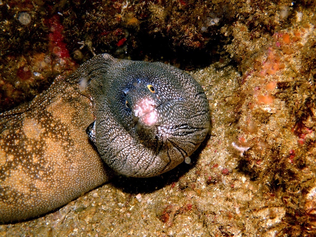 Argus moray (Muraena argus) — Muraenidae