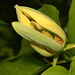 Magnolia acuminata - Photo (c) allenwoodliffe,  זכויות יוצרים חלקיות (CC BY-NC), uploaded by allenwoodliffe
