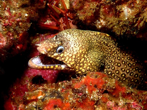 Jewel Moray