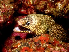 Muraena lentiginosa