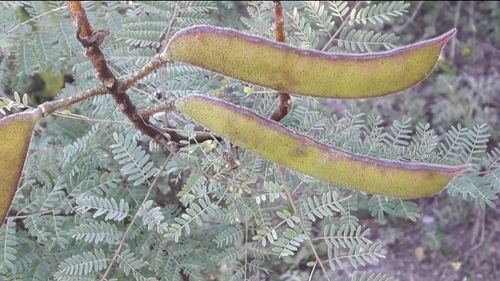 Erythrostemon gilliesii