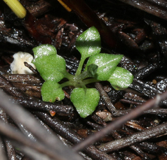 Pterostylis puberula