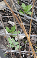 Pterostylis tasmanica