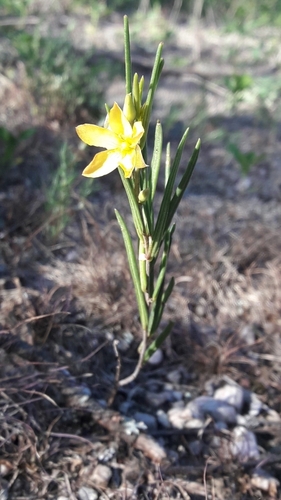 Image of Talinum polygaloides by no rights reserved