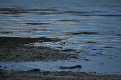 Haematopus ostralegus
