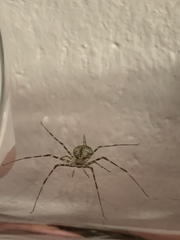 Neotama mexicana