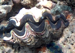 Tridacninae