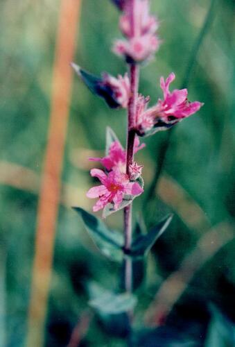 Lythrum salicaria — photo 5
