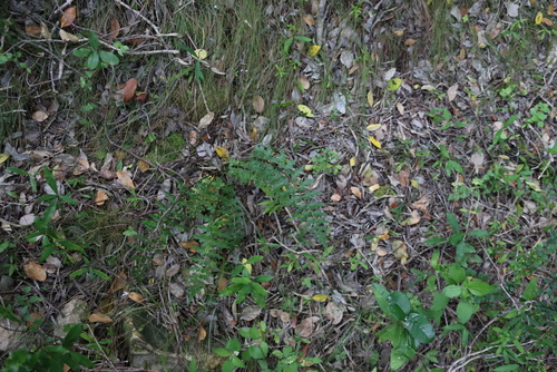 Image of Asplenium aethiopicum by (c) Tony Rebelo, some rights reserved (CC BY-SA)