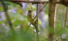 Rhynchocyclus brevirostris