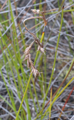 Schoenus brevifolius