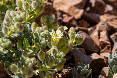 Malesherbia lirana (Malesherbia lirana)
