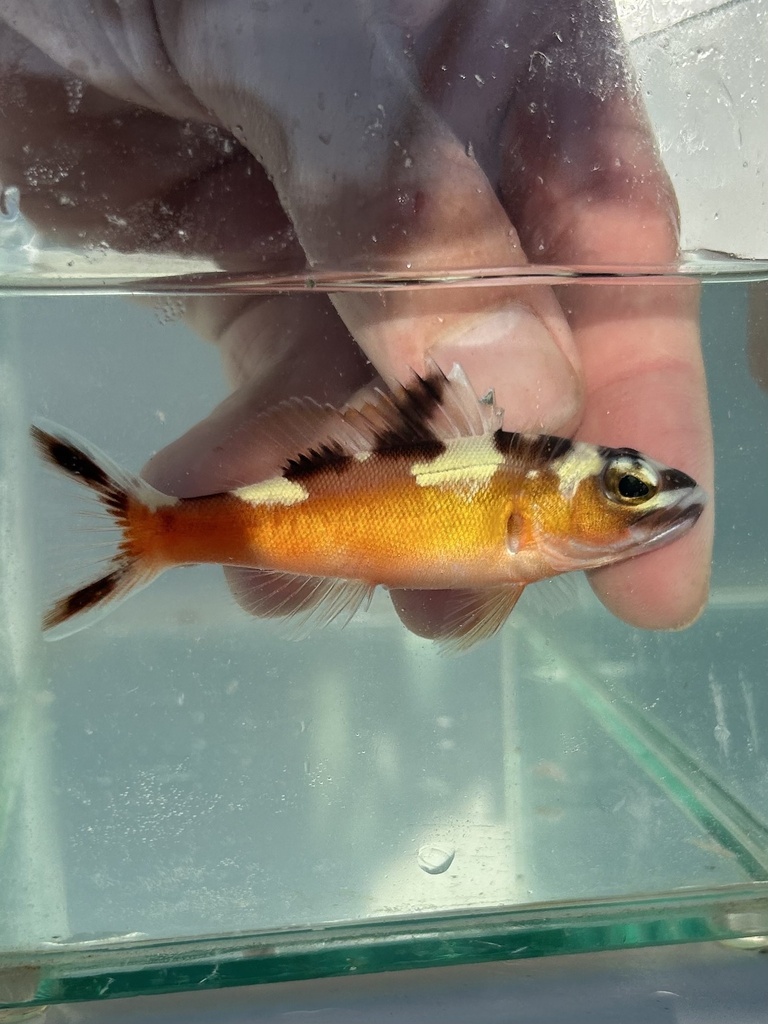 Tobaccofish (Serranus tabacarius) — Serranidae