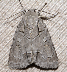 Acronicta radcliffei