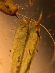 Dichelyma falcatum