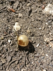 Andricus vacciniifoliae