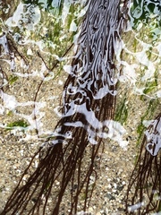 Gracilariopsis