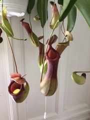 Nepenthes alata × ventricosa