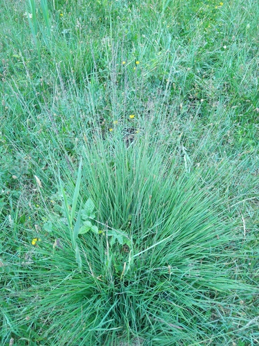 Purple moor grass