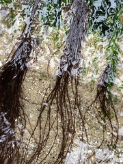 Gracilariopsis