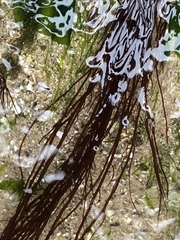 Gracilariopsis