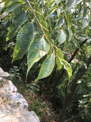 Celtis australis