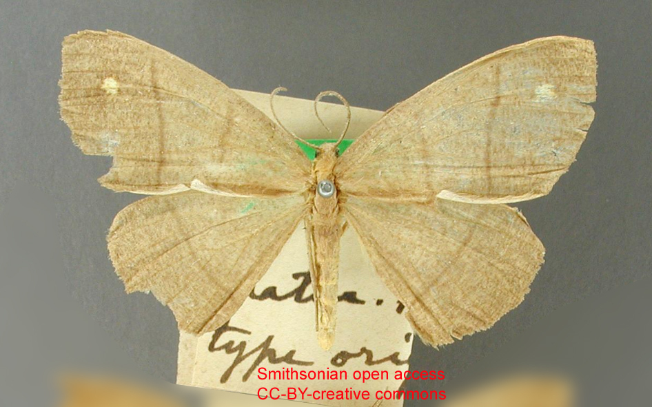 Nephodia luteopunctata