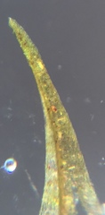 Dichelyma falcatum