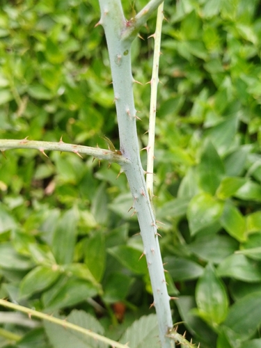 Image of Rubus glaucus by no rights reserved