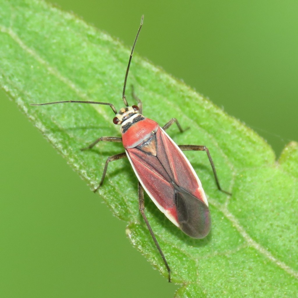 Lopidea arizonae