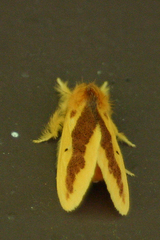 Euproctis staudingeri
