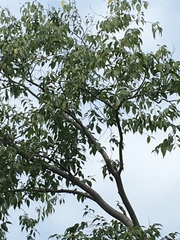 Celtis australis