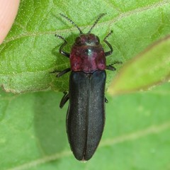 Agrilus huachucae