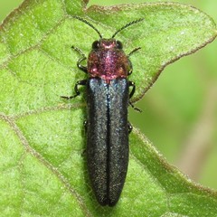 Agrilus huachucae